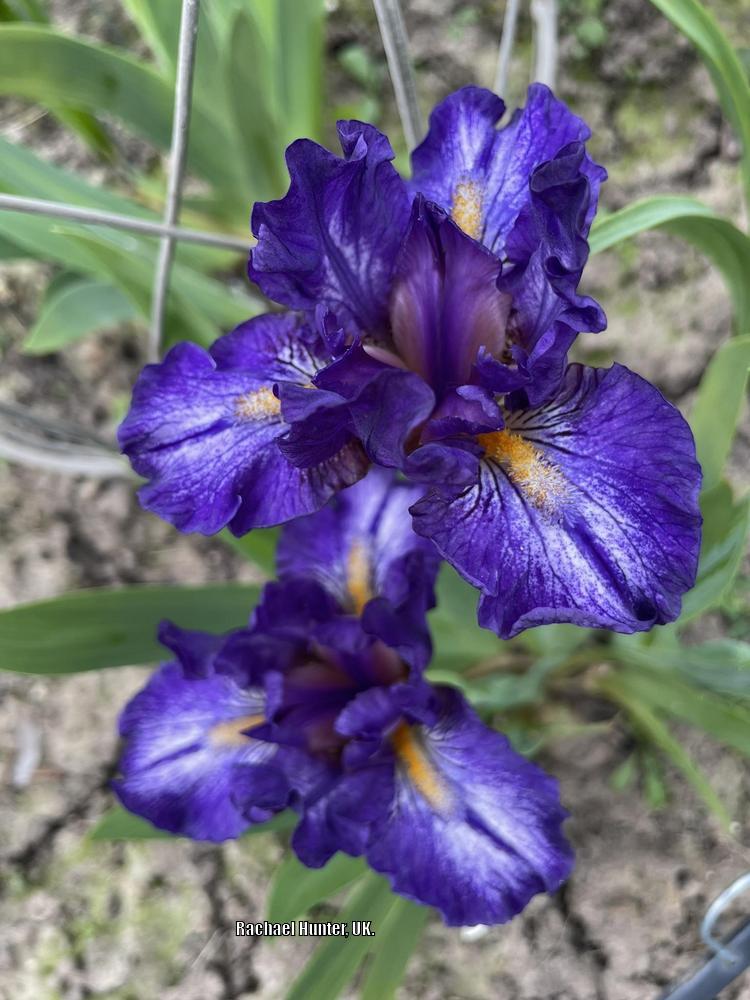 Photo of Standard Dwarf Bearded Iris (Iris 'Antics') uploaded by RachaelHunter