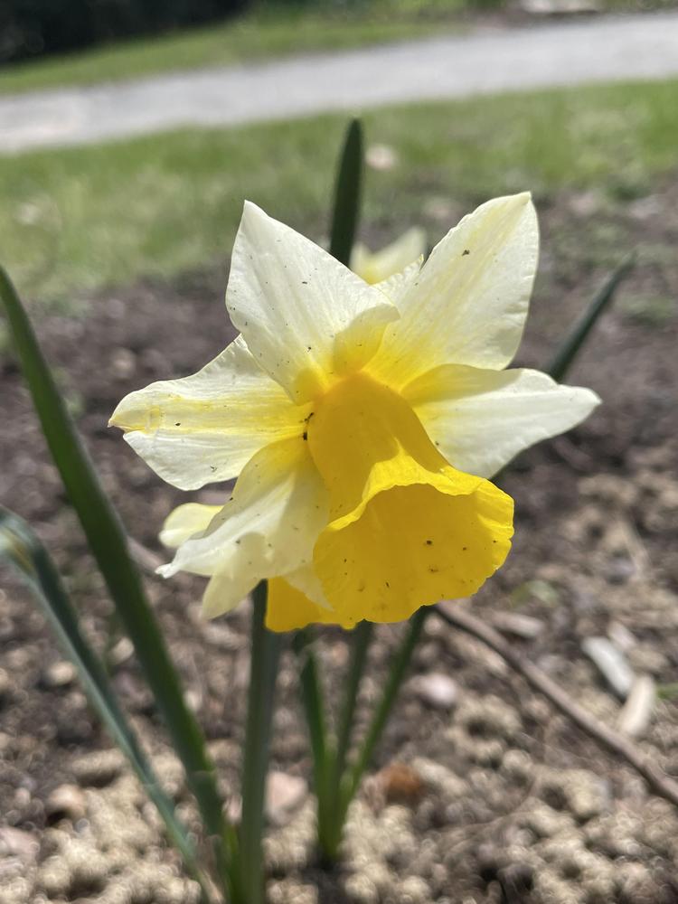 Photo of Jonquilla Daffodil (Narcissus 'Golden Echo') uploaded by Zoia