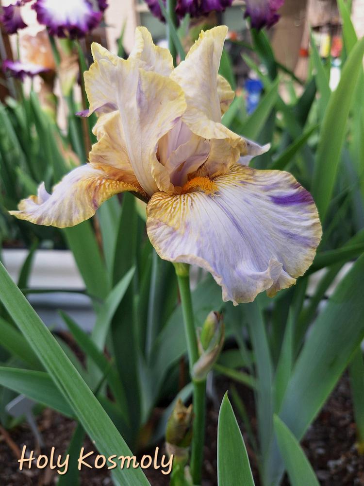 Photo of Tall Bearded Iris (Iris 'Holy Kosmoly') uploaded by javaMom