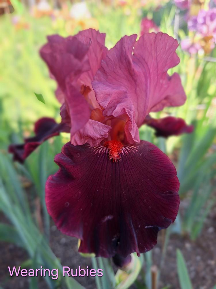 Photo of Tall Bearded Iris (Iris 'Wearing Rubies') uploaded by javaMom