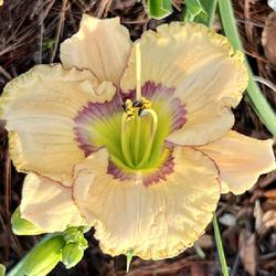 Location: Houston, Tx
Date: 2024-04-14
Patterns in Time daylily