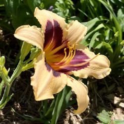 Location: Houston, Tx
Date: 2024-04-12
Egyptian Queen Daylily