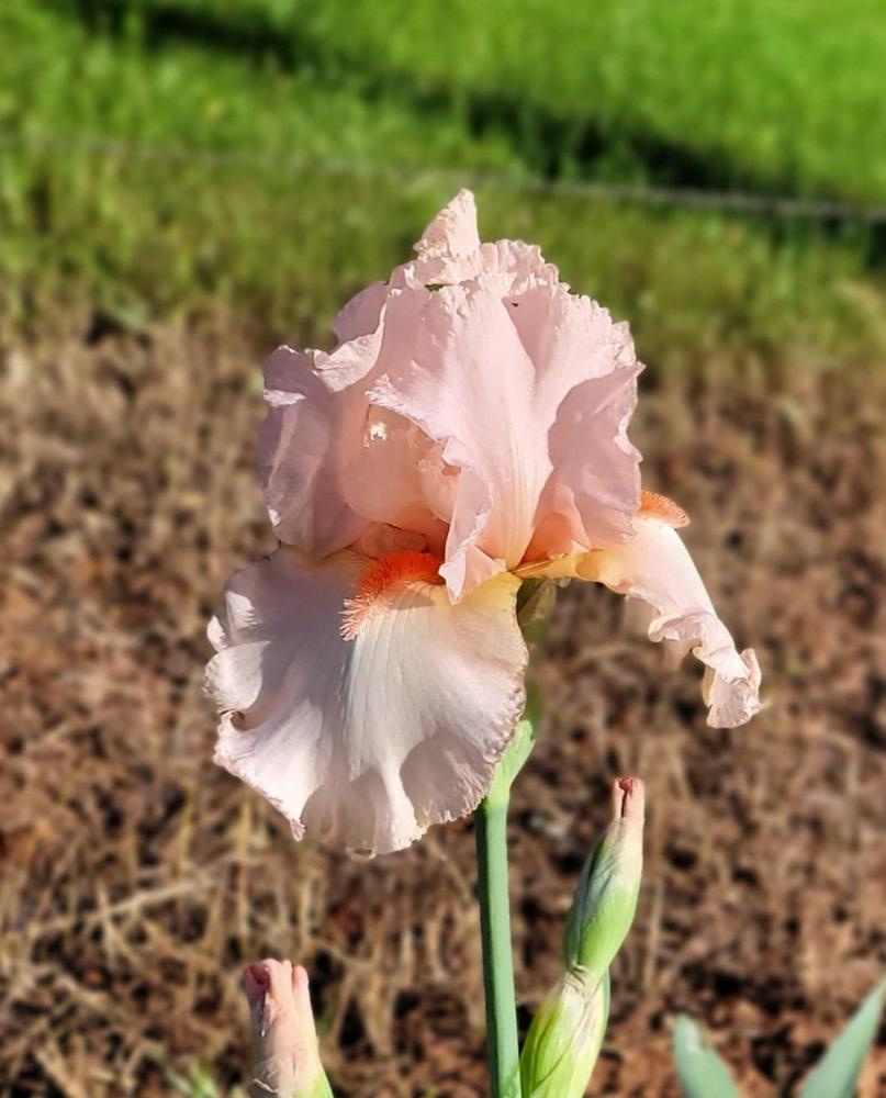 Photo of Tall Bearded Iris (Iris 'Be Mine') uploaded by Bitoftrouble