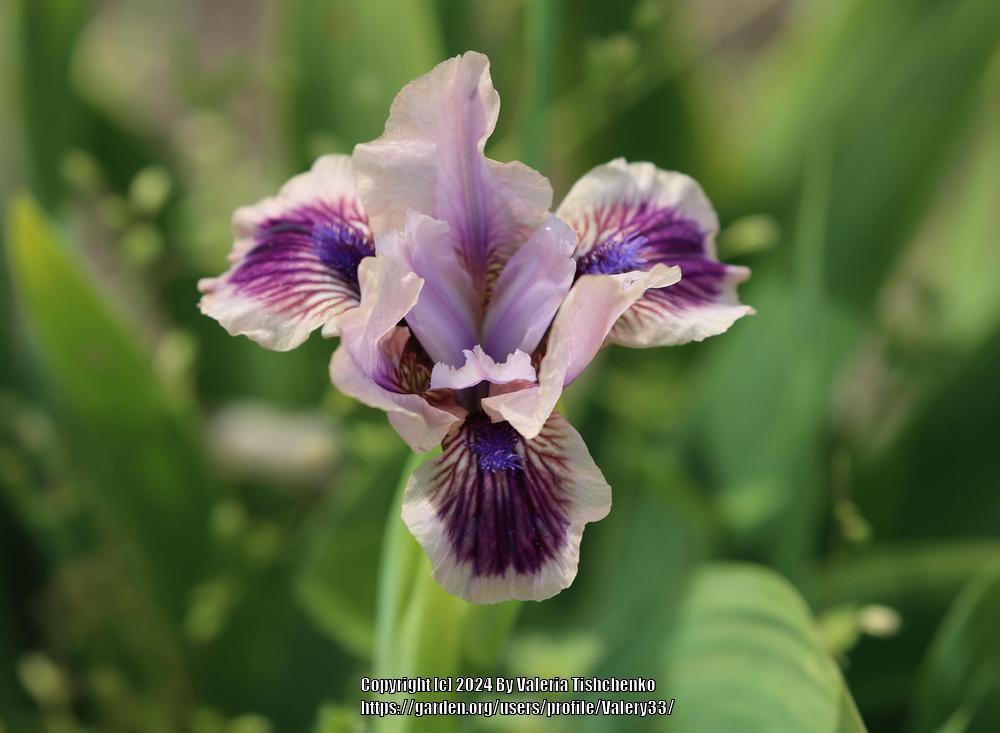 Photo of Standard Dwarf Bearded Iris (Iris 'Shindig') uploaded by Valery33