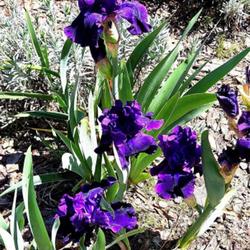 Location: Sandhills Horticultural Gardens Southern Pines, NC
Date: April 15, 2024
Bearded iris # 260 nn; RAB p. 329, 46-5-6; AG p. , 113-1; LHB pag