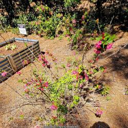 Location: Sandhills Horticultural Gardens Southern Pines, NC
Date: April 15, 2024
Old fashion Weigela #259 nn; LHB page 946, 188-10-2, "Named for C