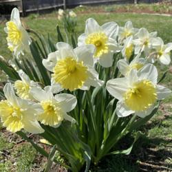 Location: Stoneham MA
Date: 2021-04-10
Daffodil Ice Follies