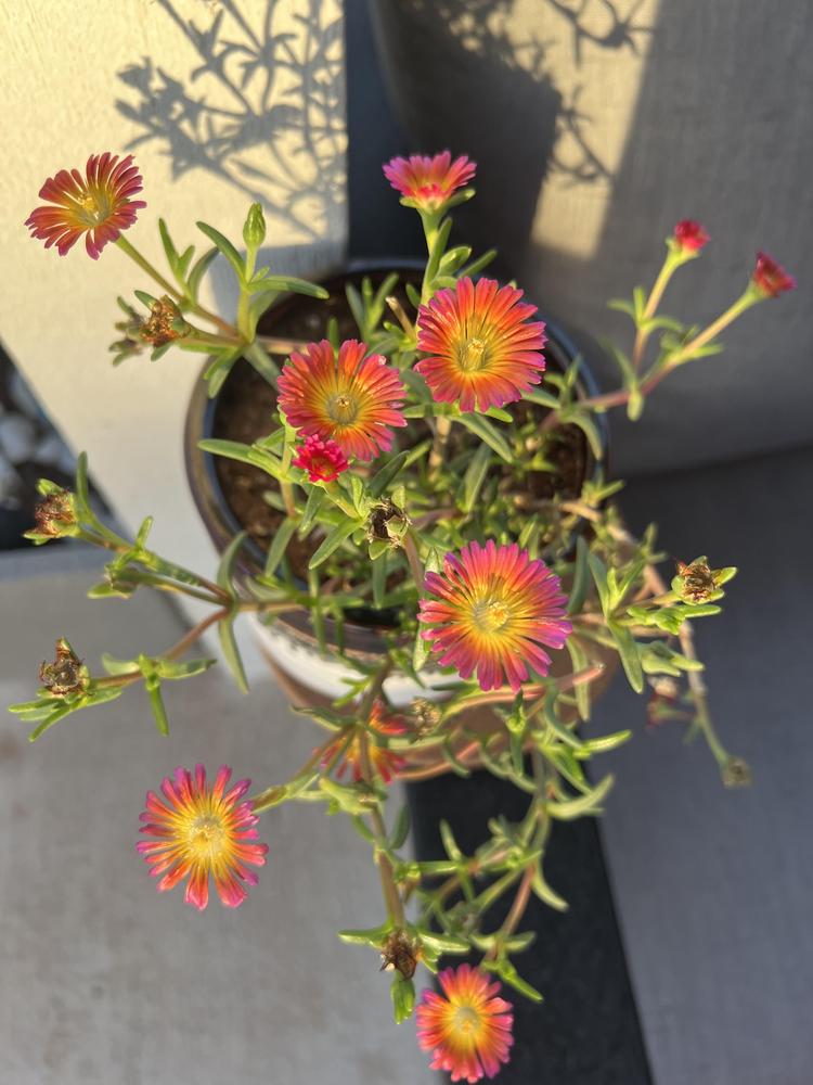 Photo of Ice plant (Delosperma Wheels of Wonder® Fire Wonder) uploaded by aftonmages