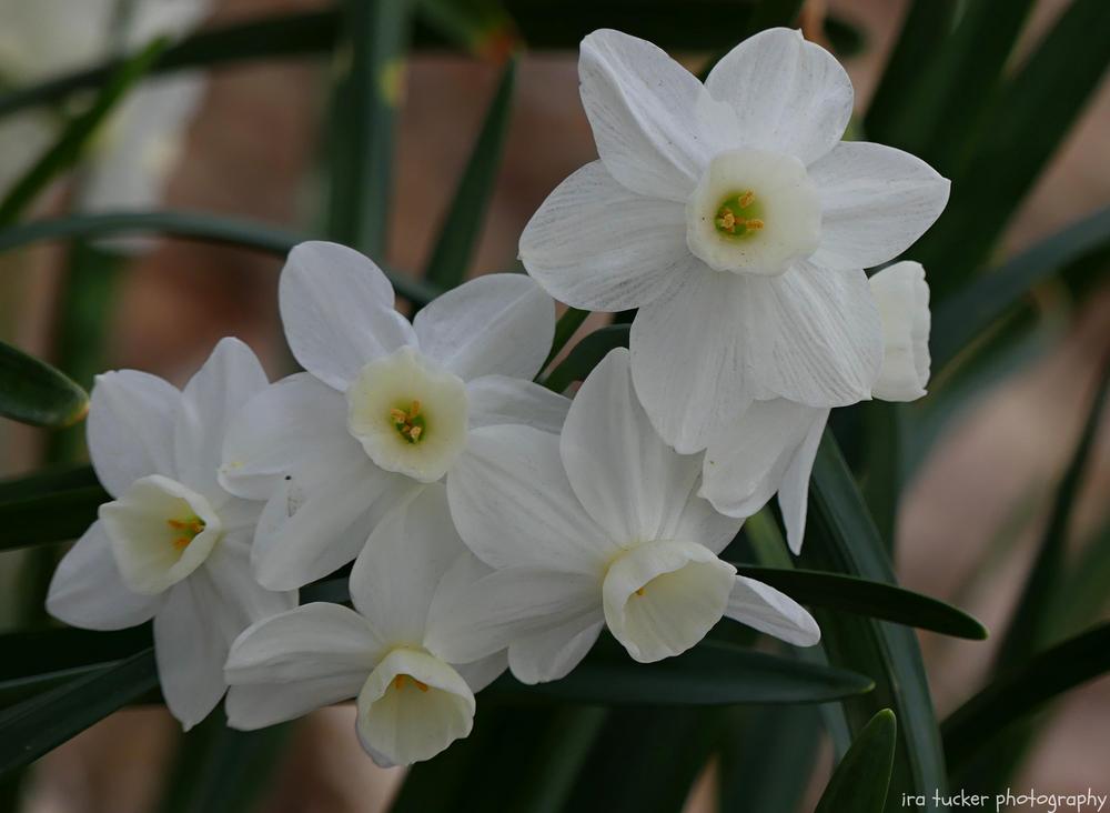 Photo of Tazetta Daffodil (Narcissus 'Silver Chimes') uploaded by drirastucker