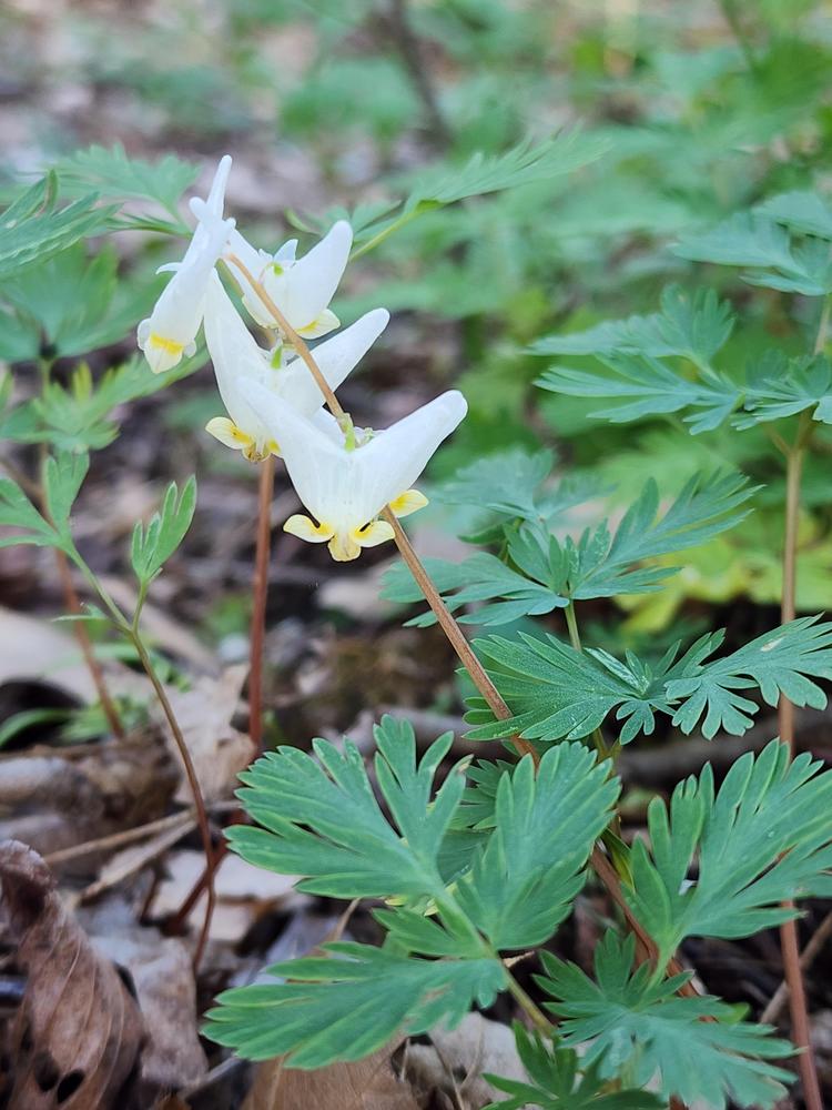 Photo of Dutchman's Breeches (Dicentra cucullaria) uploaded by oranges