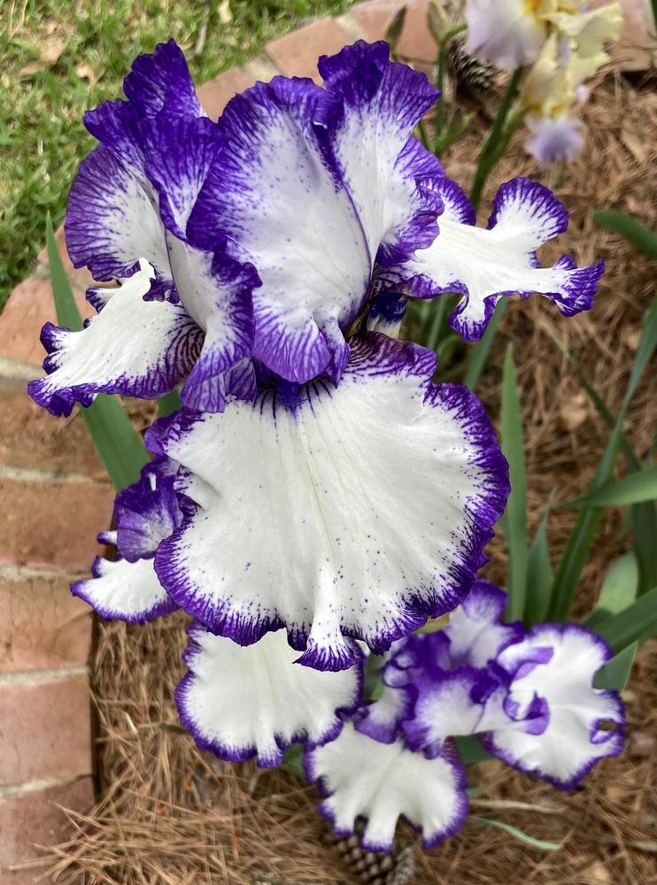 Photo of Irises (Iris) uploaded by pineconecity