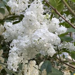 Location: Eastern Shore of Maryland, zone 7B.  
Date: 2024-04-14
Beautiful pristine white lilac, very large panicles and very larg