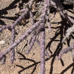 Location: Desert Botanical Garden   Phoenix, AZ
Date: 2024-04-08
violaceous branches
