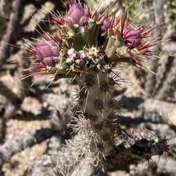 Location: Desert Botanical Garden   Phoenix, AZ
Date: 2024-04-08