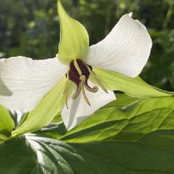 Location: Shenks Ferry Wildflower Preserve, Lancaster County, Pennsylvania
Date: 2024-04-16