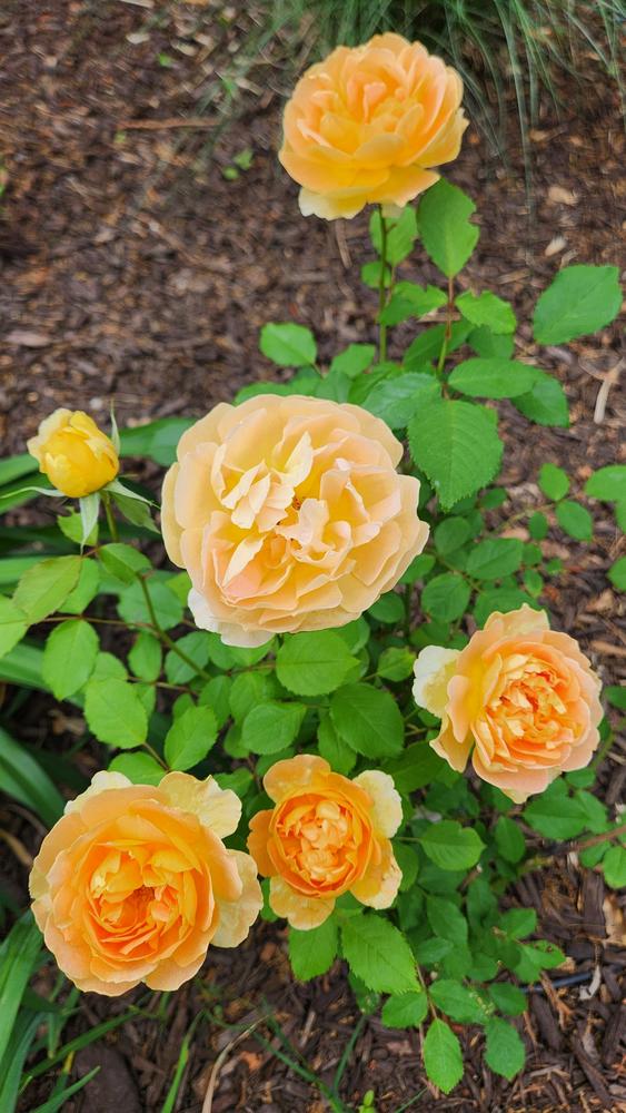 Photo of Rose (Rosa 'Molineux') uploaded by LandscapeGA8b