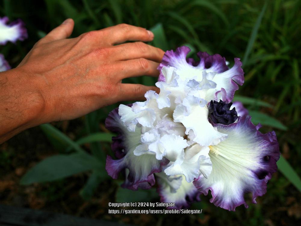 Photo of Tall Bearded Iris (Iris 'Center Ice') uploaded by Sidegate