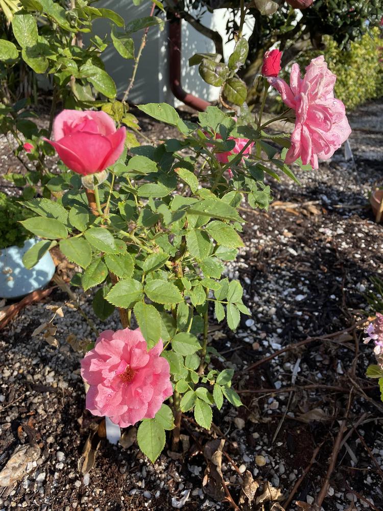 Photo of Rose (Rosa 'Malaguena') uploaded by ewdbills