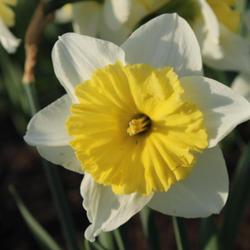 Location: My house
Date: April 15, 2024
Daffodil ‘Slim Whitman'