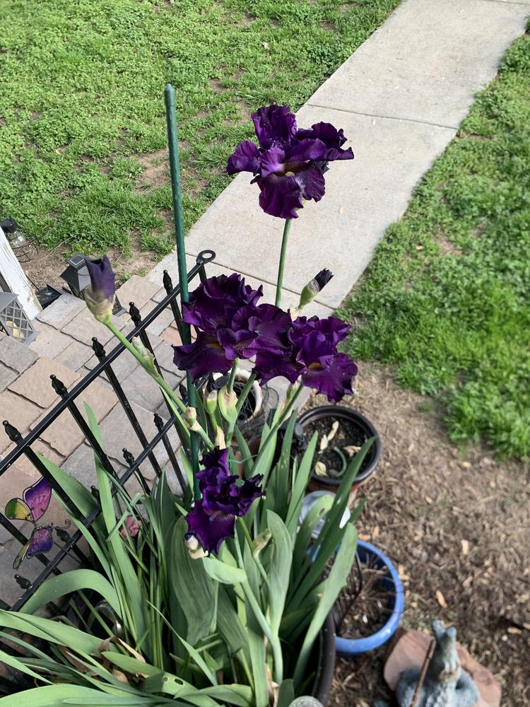 Photo of Tall Bearded Iris (Iris 'Purple Ritz') uploaded by margaretbuck