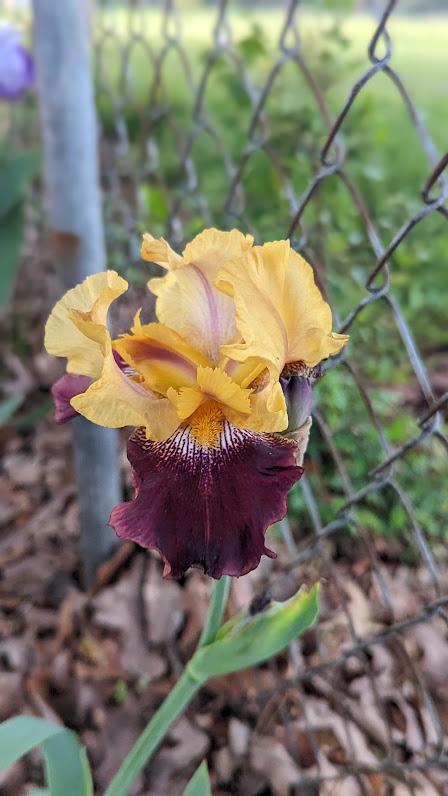 Photo of Tall Bearded Iris (Iris 'Ziggy') uploaded by xalifenotyoursx