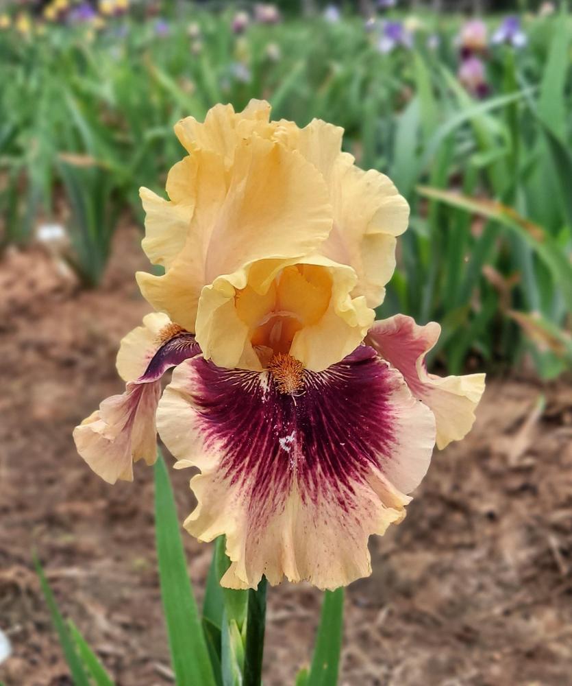 Photo of Tall Bearded Iris (Iris 'Master's Touch') uploaded by Bitoftrouble