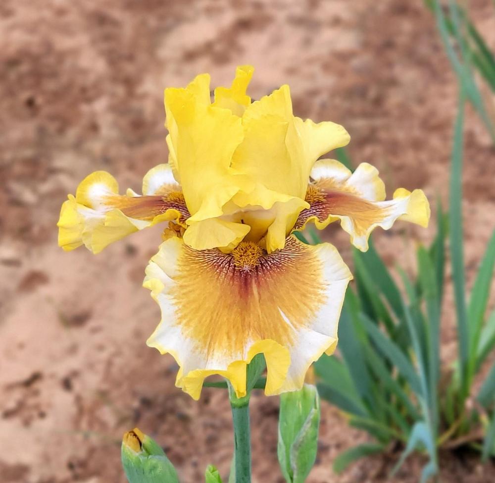 Photo of Tall Bearded Iris (Iris 'Autumn Tease') uploaded by Bitoftrouble
