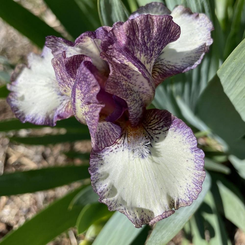 Photo of Standard Dwarf Bearded Iris (Iris 'True Grit') uploaded by Bloomerrang