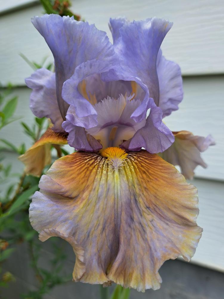 Photo of Tall Bearded Iris (Iris 'Cow Palace') uploaded by BlueRidgeGardener23