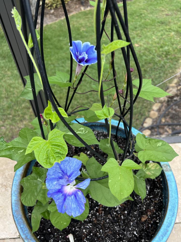 Photo of Japanese Morning Glory (Ipomoea nil) uploaded by Floridian