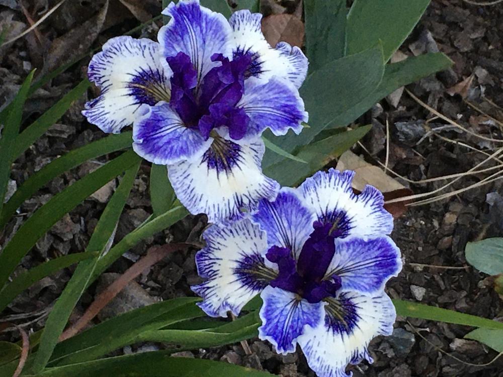 Photo of Pacific Coast Iris (Iris 'Caught in the Wind') uploaded by Iraygus