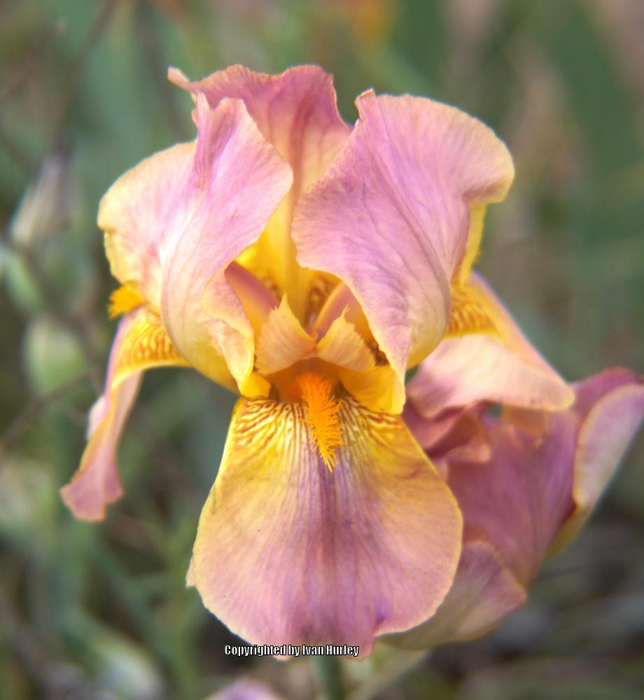 Photo of Tall Bearded Iris (Iris 'Easter Bonnet') uploaded by Ivan_N_Tx