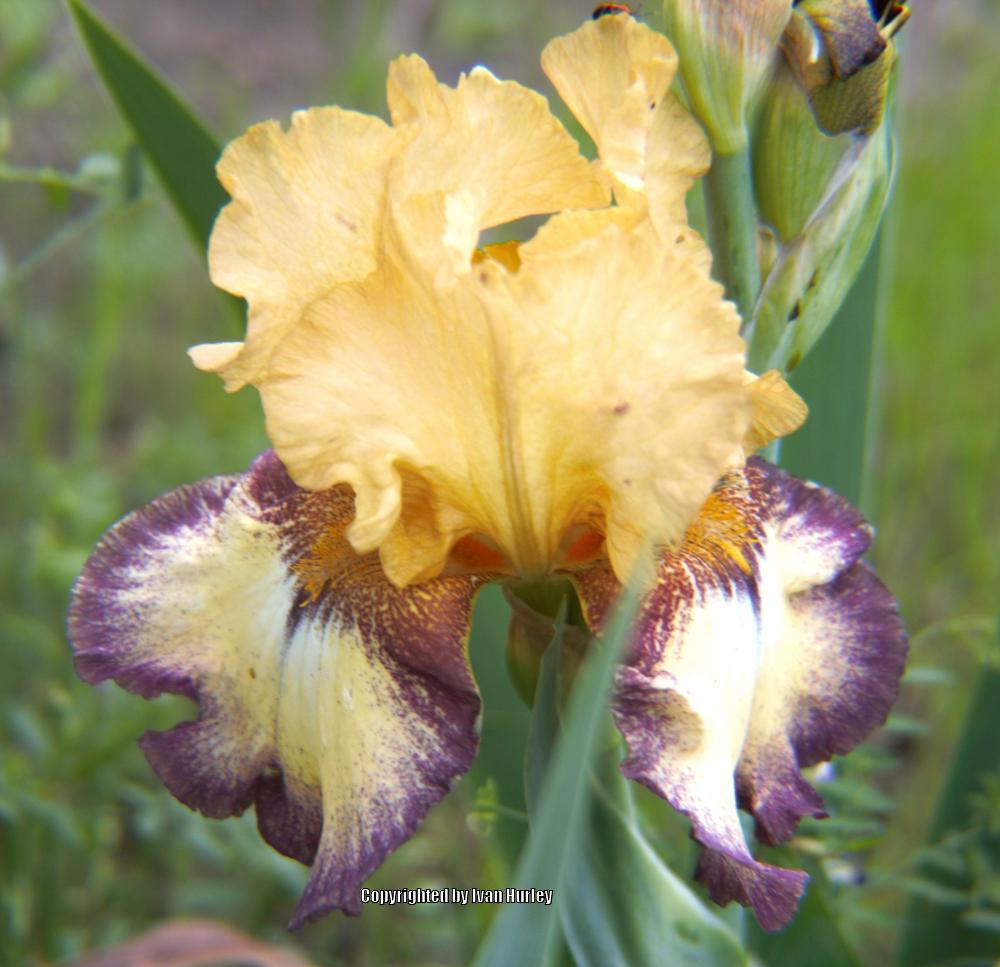 Photo of Border Bearded Iris (Iris 'Bullwinkle') uploaded by Ivan_N_Tx