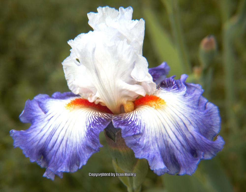 Photo of Tall Bearded Iris (Iris 'Guardian's Fire') uploaded by Ivan_N_Tx