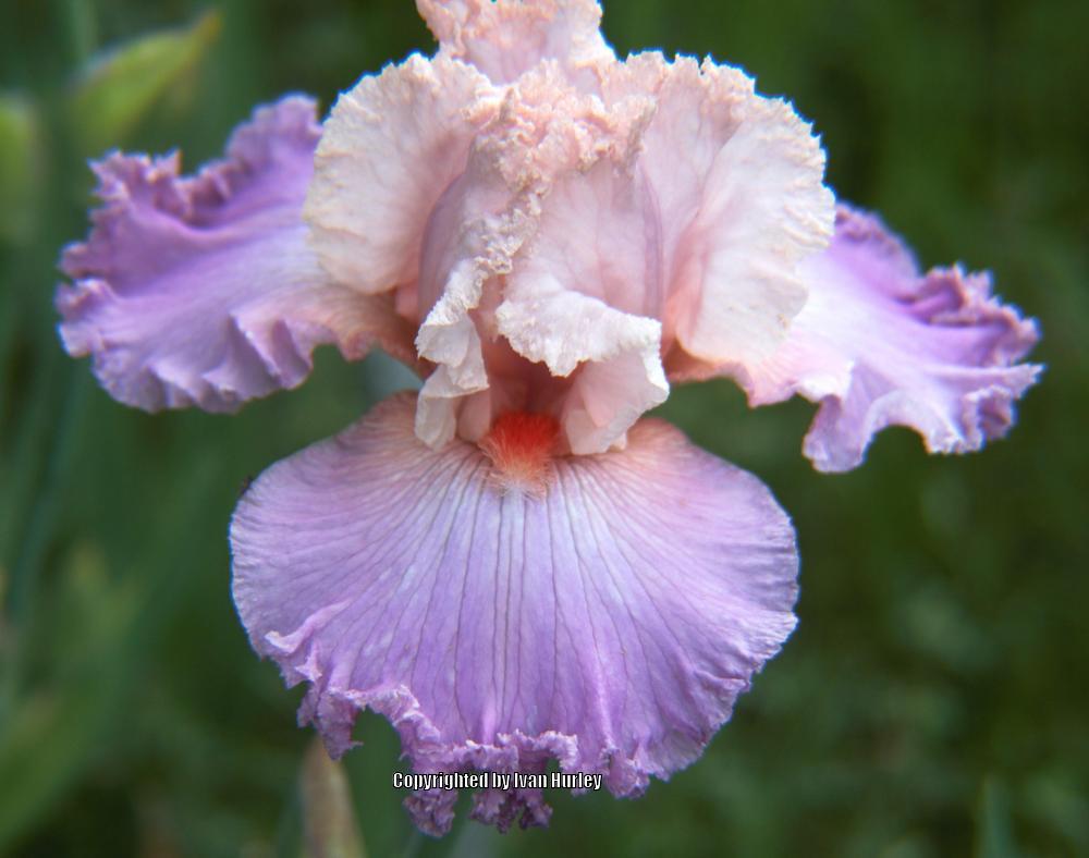 Photo of Tall Bearded Iris (Iris 'Straight Laced') uploaded by Ivan_N_Tx