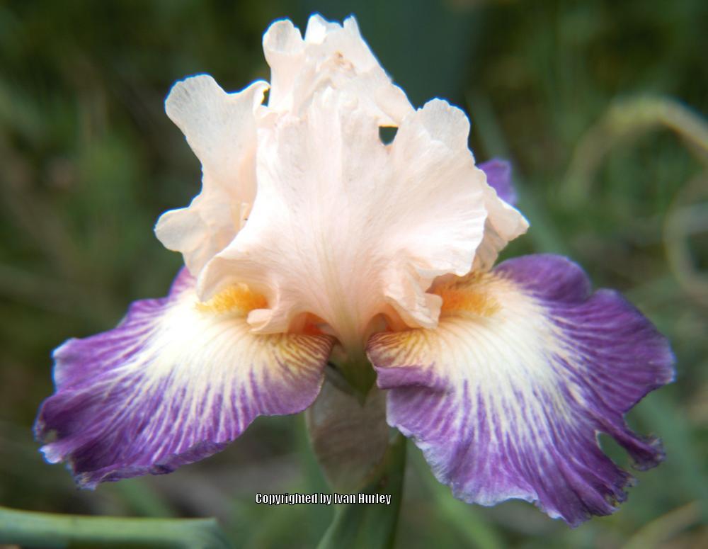 Photo of Tall Bearded Iris (Iris 'Berry Blend') uploaded by Ivan_N_Tx