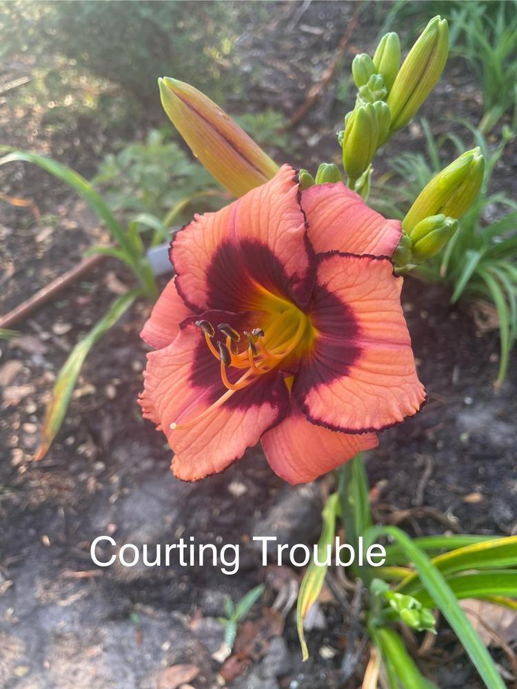 Photo of Daylily (Hemerocallis 'Courting Trouble') uploaded by SouthTexasGardener