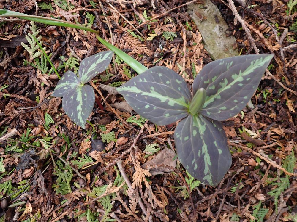 Photo of Sessile Trillium (Trillium sessile) uploaded by Vals_Garden