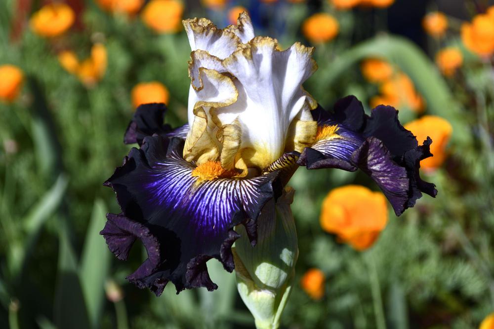 Photo of Tall Bearded Iris (Iris 'All the Rage') uploaded by azcowgirl