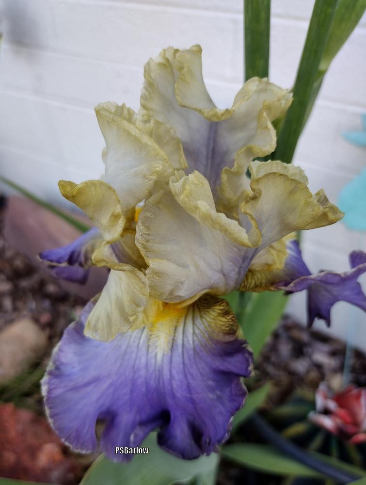 Photo of Tall Bearded Iris (Iris 'Gilt-Edged Bond') uploaded by dragonfetti