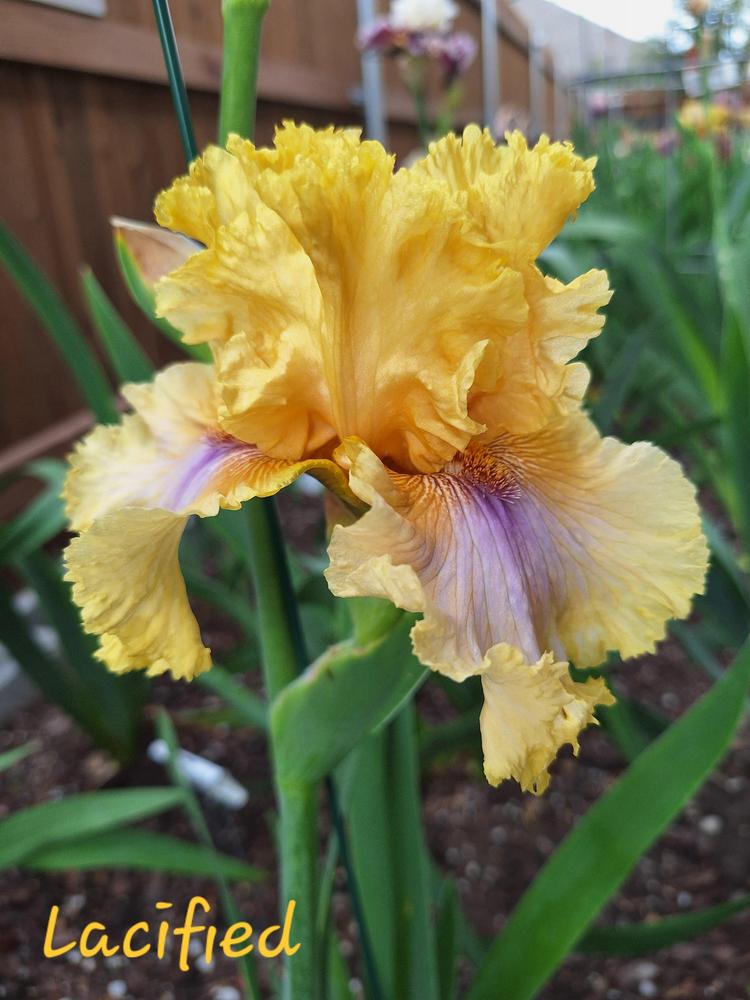 Photo of Tall Bearded Iris (Iris 'Lacified') uploaded by javaMom