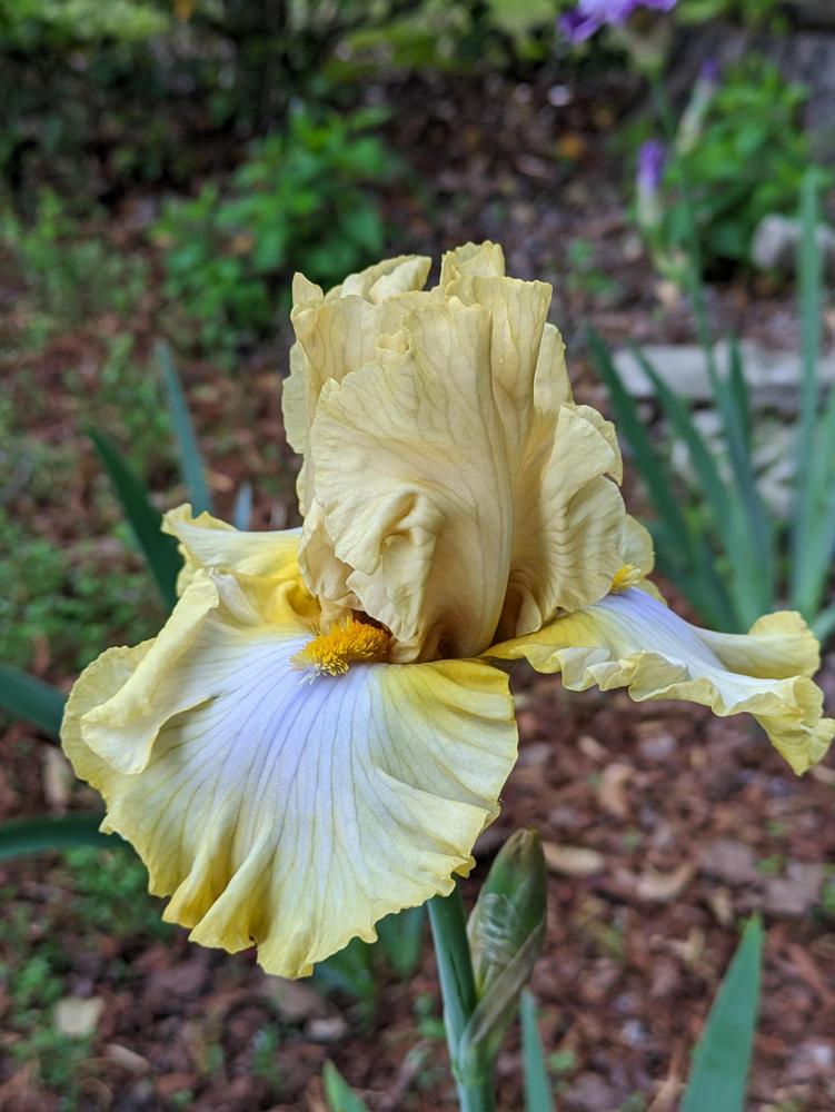 Photo of Tall Bearded Iris (Iris 'Scandinavian Gal') uploaded by DixieSwede