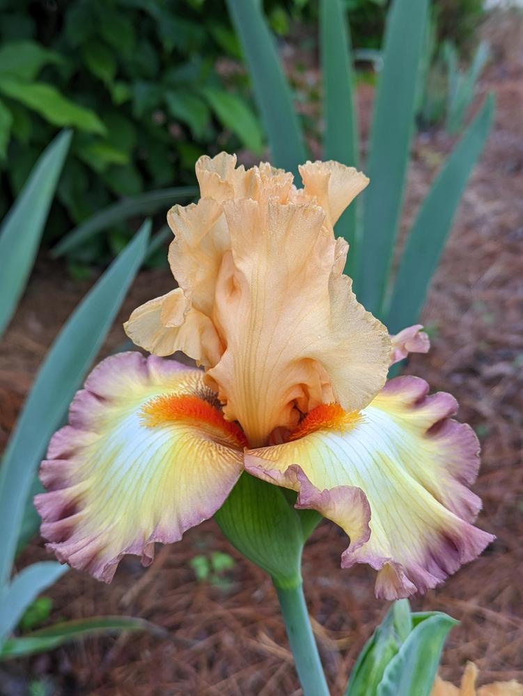 Photo of Tall Bearded Iris (Iris 'Oil Painting') uploaded by DixieSwede
