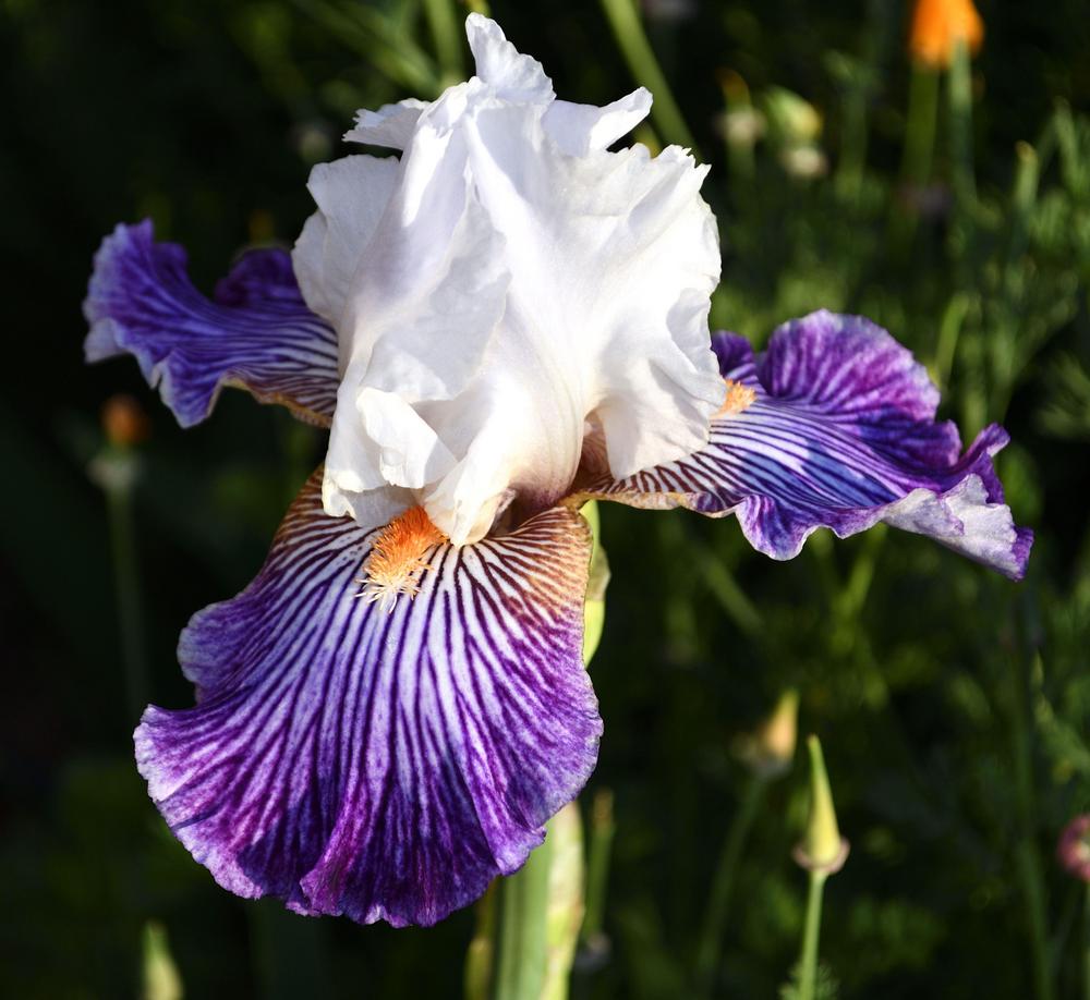 Photo of Border Bearded Iris (Iris 'Crow's Feet') uploaded by azcowgirl