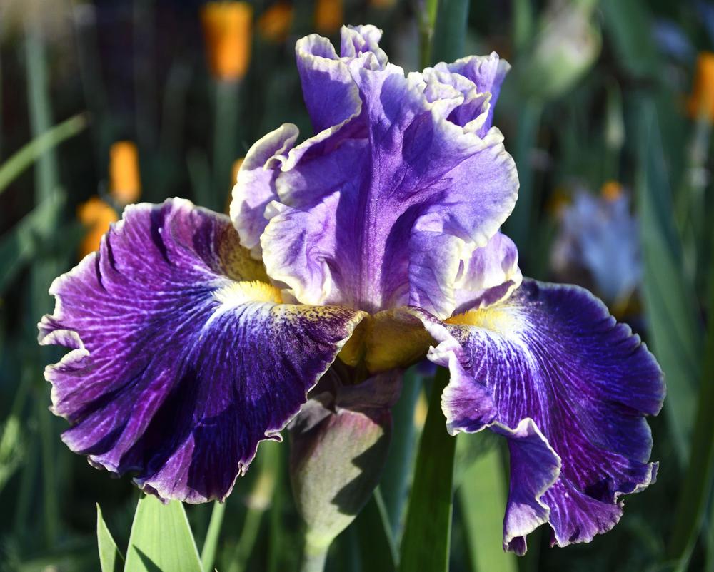 Photo of Tall Bearded Iris (Iris 'Belle Fille') uploaded by azcowgirl