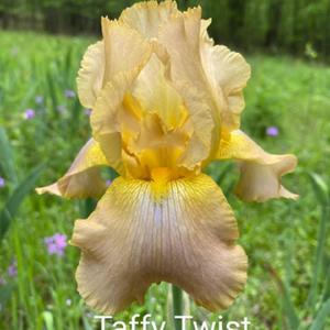 Taffy Twist blooming at Iris Kingdom, Sherwood, Arkansas, April 1