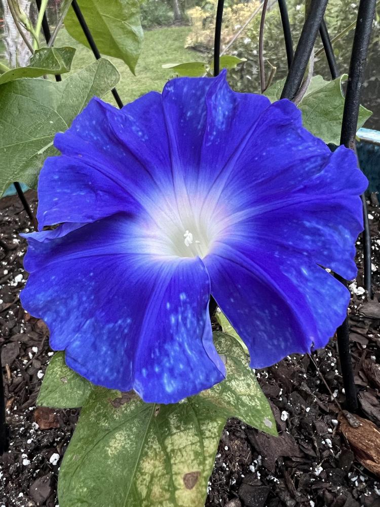 Photo of Japanese Morning Glory (Ipomoea nil 'Stream of Kamo River') uploaded by Floridian