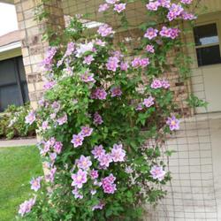 Location: My garden in northeast Texas
Date: 2024-04-19
Lovely small flowered clematis always does well every year