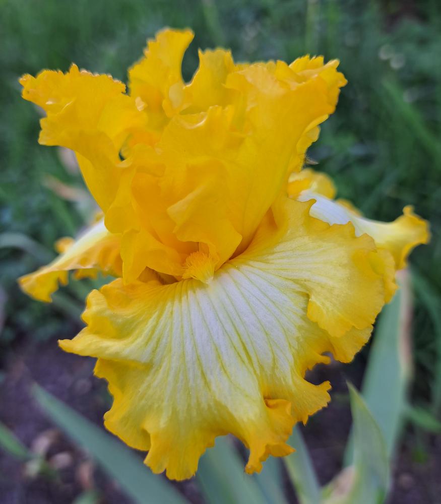 Photo of Tall Bearded Iris (Iris 'That's All Folks') uploaded by BlueRidgeGardener23