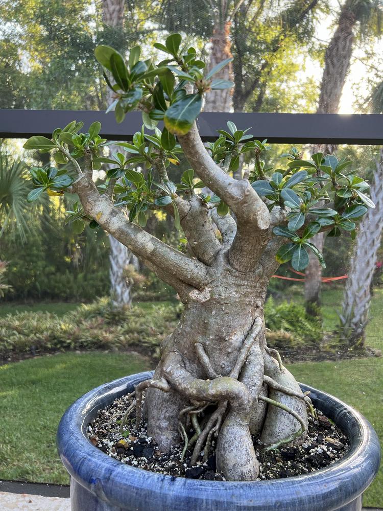 Photo of Adeniums (Adenium) uploaded by Floridian